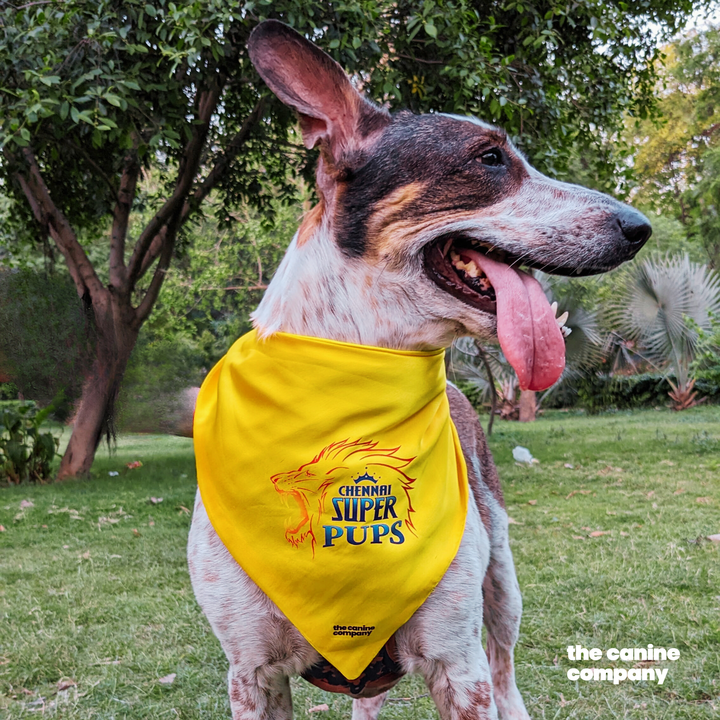 Chennai Super Pups