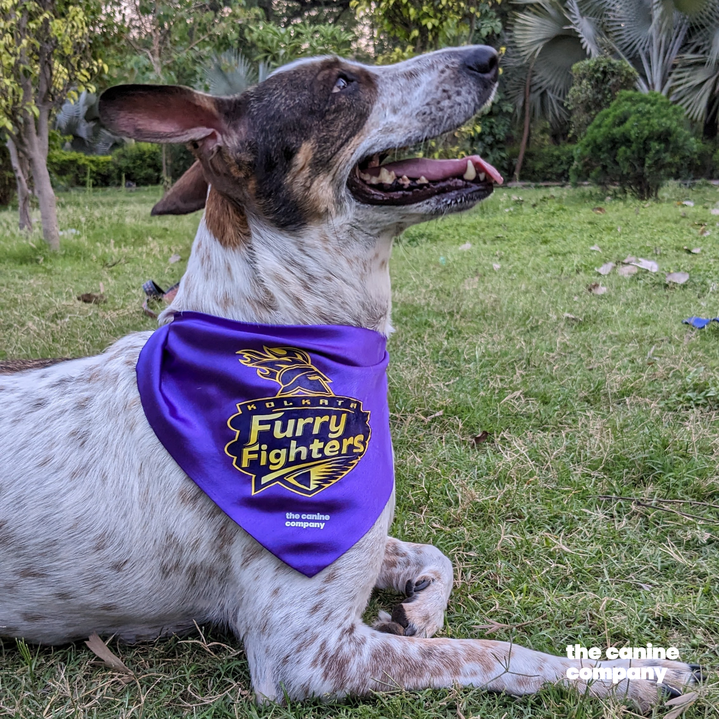 Kolkata Furry Fighters